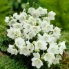 Roots Plants Campanula 'Alba' Perennials