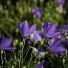 Roots Plants Campanula 'Pristar Deep Blue' Perennials