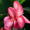 Roots Plants Canna 'Cannova Rose' Perennials