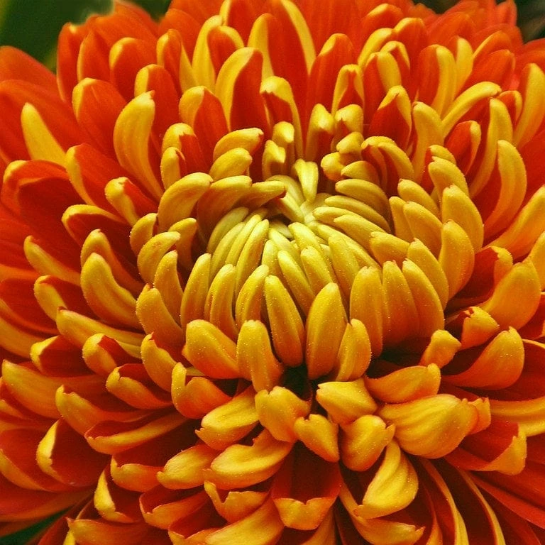 Roots Plants Perennials Chrysanthemum 'Allouise Orange' 3 Roots Plants Perennials Chrysanthemum 'Allouise Orange'