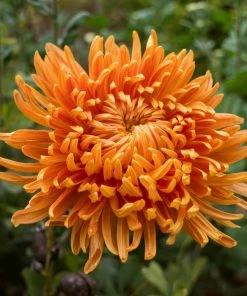 Roots Plants Shop 14 Roots Plants Perennials Chrysanthemum 'Allouise Orange'