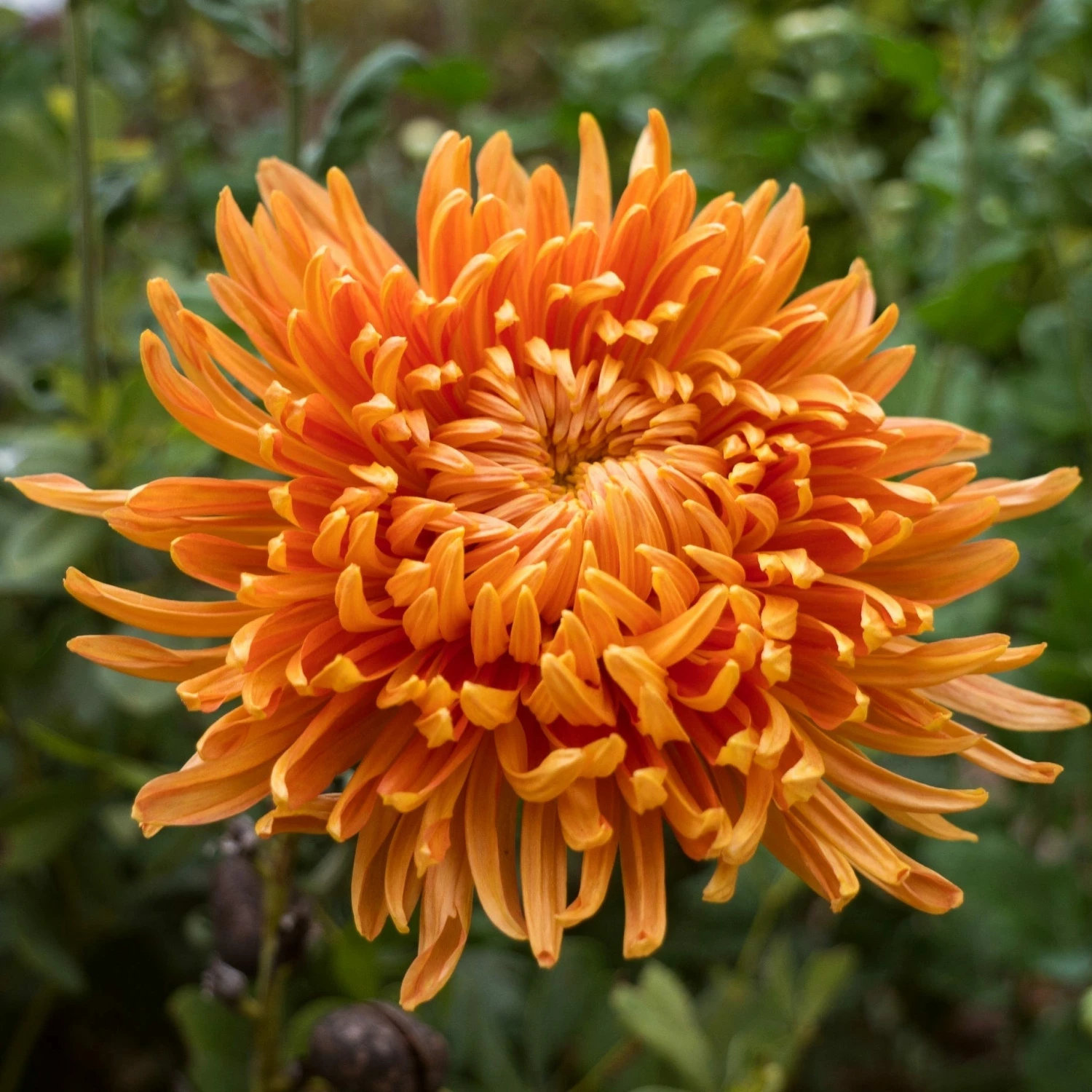 Roots Plants Perennials Chrysanthemum 'Allouise Orange' 4 Roots Plants Perennials Chrysanthemum 'Allouise Orange'