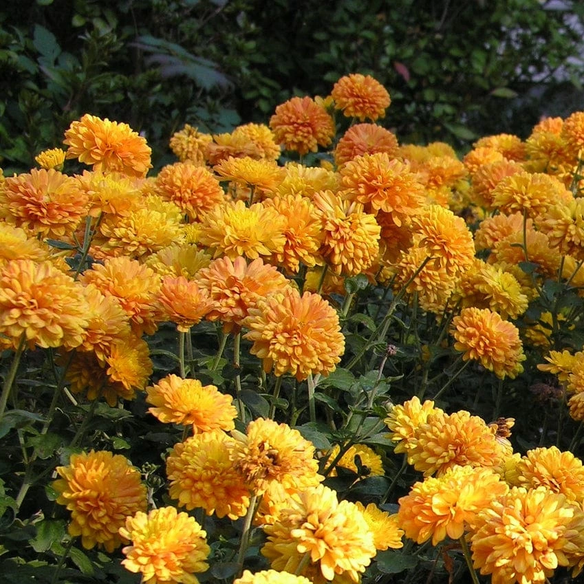 Roots Plants Perennials Chrysanthemum 'Allouise Orange' 5 Roots Plants Perennials Chrysanthemum 'Allouise Orange'