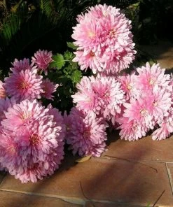 Roots Plants Chrysanthemum 'Allouise Pink' Perennials