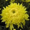 Roots Plants Chrysanthemum 'Allouise Yellow' Perennials 1 Roots Plants Chrysanthemum 'Allouise Yellow' Perennials