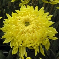 Roots Plants Chrysanthemum 'Allouise Yellow' Perennials