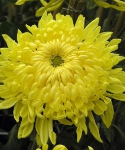 Roots Plants Chrysanthemum'Allouise Yellow' Perennials