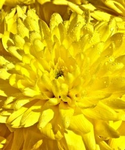 Roots Plants Shop 17 Roots Plants Chrysanthemum 'Allouise Yellow' Perennials