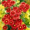 Roots Plants Chrysanthemum 'Beppie Red' 2 Roots Plants Chrysanthemum 'Beppie Red'