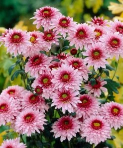 Roots Plants Chrysanthemum 'Beppie Rose' Perennials