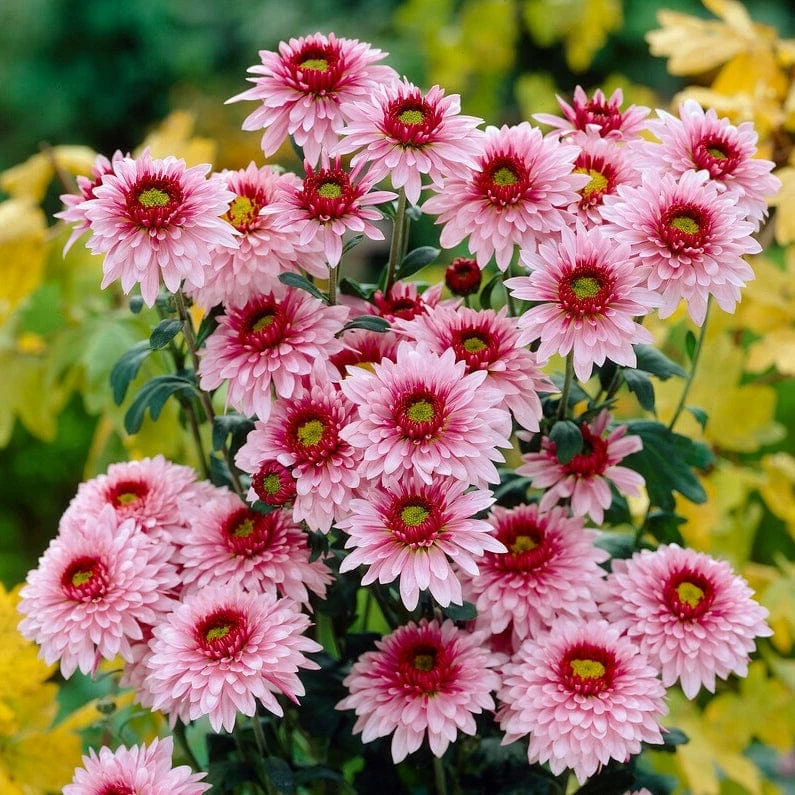 Roots Plants Chrysanthemum 'Beppie Rose' Perennials 3 Roots Plants Chrysanthemum 'Beppie Rose' Perennials