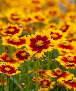 Roots Plants Perennials Coreopsis 'Li'l Bang Daybreak'