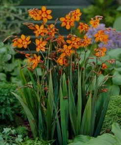 Roots Plants Perennials Crocosmia 'Emily McKenzie'