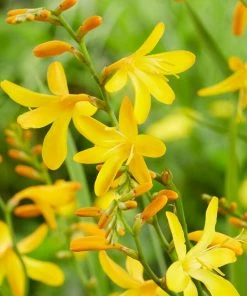 Roots Plants Crocosmia'George Davison' Perennials