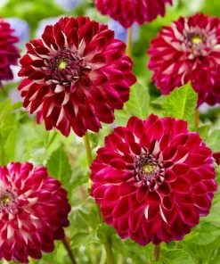 Roots Plants Dahlia 'Embassy' Dahlias