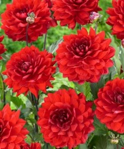 Roots Plants Dahlia 'Karma Amora' Dahlias