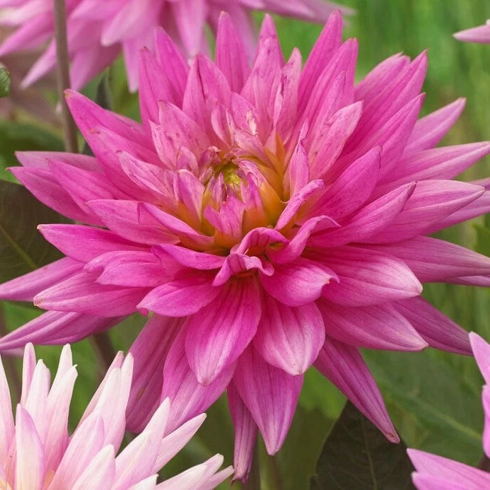 Roots Plants Dahlia 'Karma Pink Corona' 3 Roots Plants Dahlia 'Karma Pink Corona'