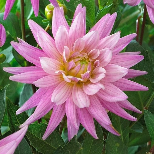 Roots Plants Dahlia 'Karma Pink Corona' 4 Roots Plants Dahlia 'Karma Pink Corona'