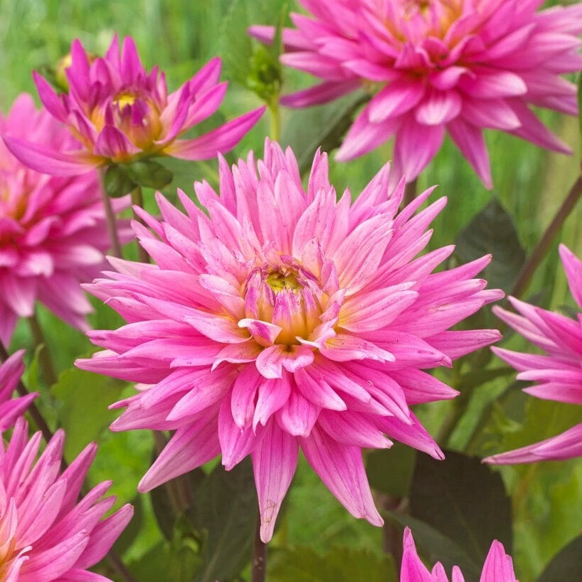Roots Plants Dahlia 'Karma Pink Corona' 5 Roots Plants Dahlia 'Karma Pink Corona'