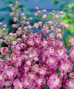 Roots Plants Perennials Delphinium 'elatum Strawberry Fair' 7 Roots Plants Perennials Delphinium 'elatum Strawberry Fair'