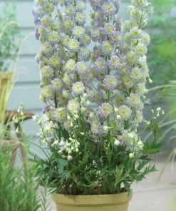 Roots Plants Perennials Delphinium 'Highlander Moonlight'