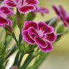 Roots Plants Perennials Dianthus 'Alpine Pink Flutterburst' 2 Roots Plants Perennials Dianthus 'Alpine Pink Flutterburst'
