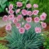 Roots Plants Perennials Dianthus 'Garden Pink Gran's Favourite' 1 Roots Plants Perennials Dianthus 'Garden Pink Gran's Favourite'
