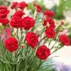 Roots Plants Perennials Dianthus 'Scented Passion' 2 Roots Plants Perennials Dianthus 'Scented Passion'