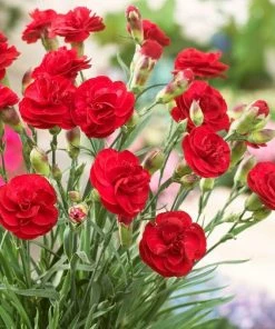 Roots Plants Perennials Dianthus 'Scented Passion'