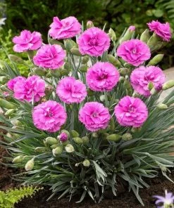 Roots Plants Dianthus 'Scented Tickled Pink'