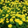Roots Plants Doronicum 'Leonardo Compact' 2 Roots Plants Doronicum 'Leonardo Compact'