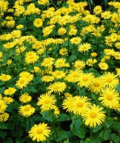 Roots Plants Doronicum 'Leonardo Compact'