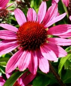 Roots Plants Perennials Echinacea 'Chunky Purple'