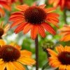 Roots Plants Perennials Echinacea 'Sunseekers Orange' 2 Roots Plants Perennials Echinacea 'Sunseekers Orange'
