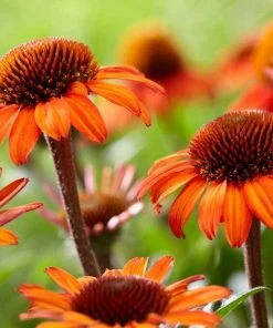 Roots Plants Perennials Echinacea 'Sunseekers Orange'