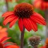 Roots Plants Echinacea 'Sunseekers Red' Perennials