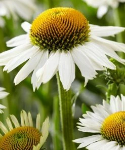 Roots Plants Echinacea'White Meditation' Perennials