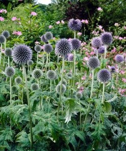 Roots Plants Perennials Echinops 'Ritro'