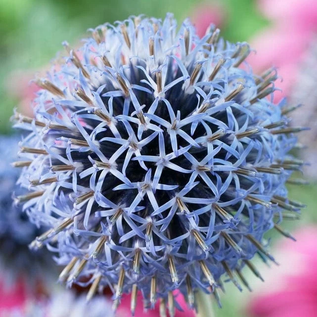 Roots Plants Echinops 'Taplow Blue' 4 Roots Plants Echinops 'Taplow Blue'