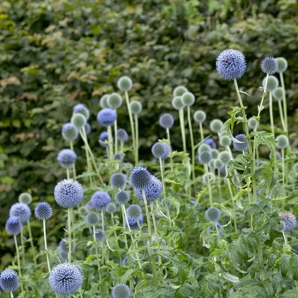 Roots Plants Echinops 'Taplow Blue' 5 Roots Plants Echinops 'Taplow Blue'