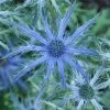 Roots Plants Eryngium 'Big Blue' 2 Roots Plants Eryngium 'Big Blue'