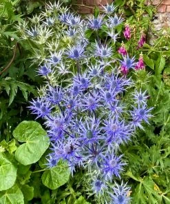 Roots Plants Eryngium 'Big Blue'