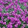 Roots Plants Perennials Erysimum 'Wallflower Poem Lilac'