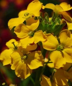 Roots Plants Perennials Erysimum 'Wallflower Winter Power'