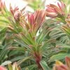 Roots Plants Perennials Euphorbia 'Martini'