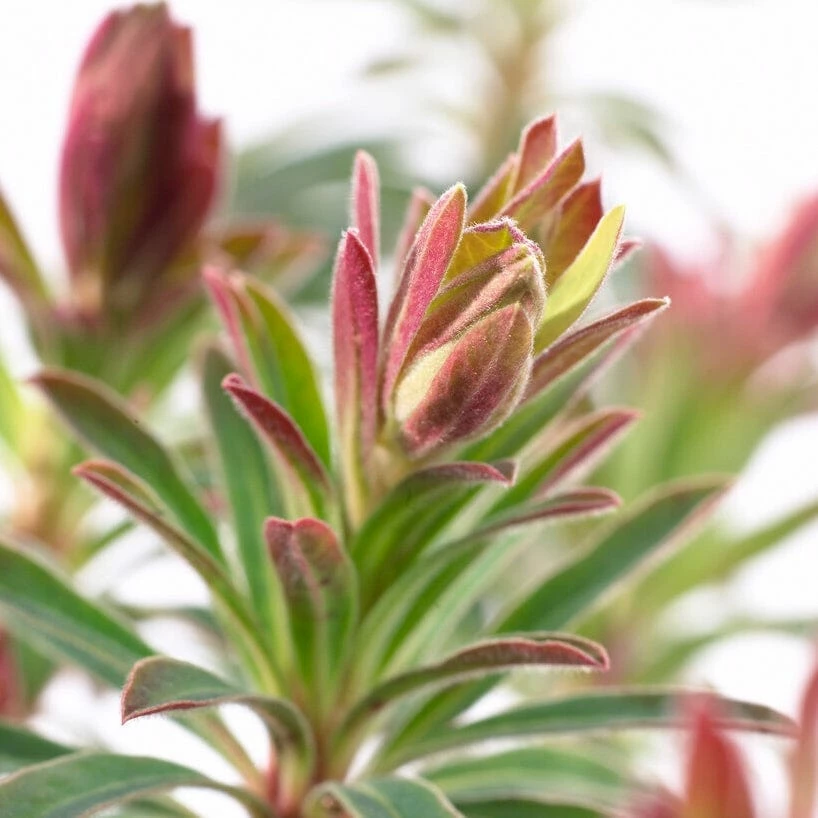 Roots Plants Perennials Euphorbia 'Martini' 4 Roots Plants Perennials Euphorbia 'Martini'