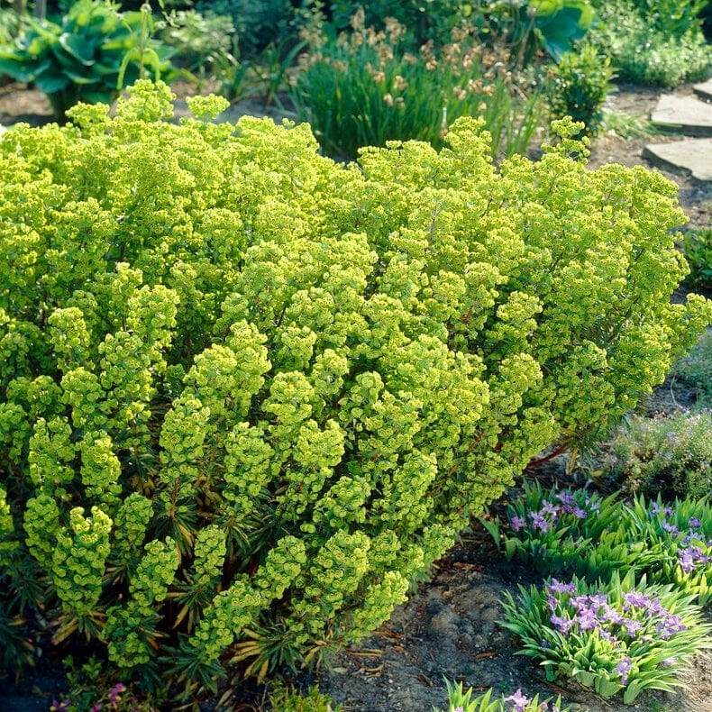 Roots Plants Perennials Euphorbia 'Martini' 5 Roots Plants Perennials Euphorbia 'Martini'
