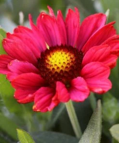 Roots Plants Gaillardia 'Mesa Red'