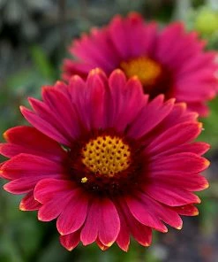 Roots Plants Gaillardia 'Mesa Red'