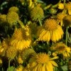 Roots Plants Perennials Gaillardia 'Mesa Yellow'